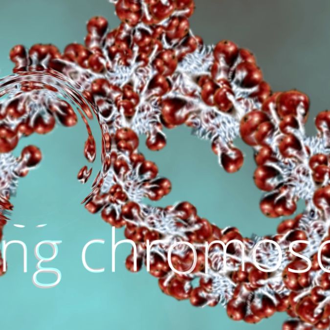 floating chromosomes 1.1.3