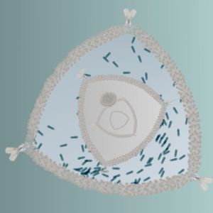 triangular diatom living