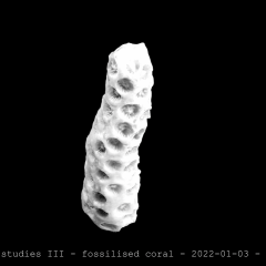 fossilised coral 01