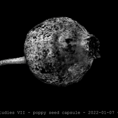 poppyseedcapsule 02
